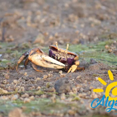 Royal Golf By Algartur